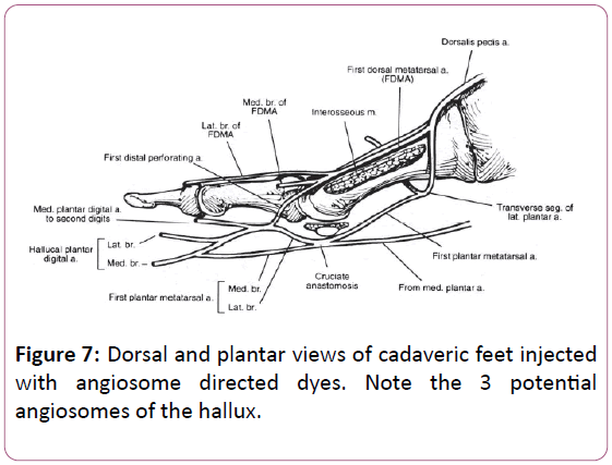 aesthetic-reconstructive-surgery-cadaveric-feet